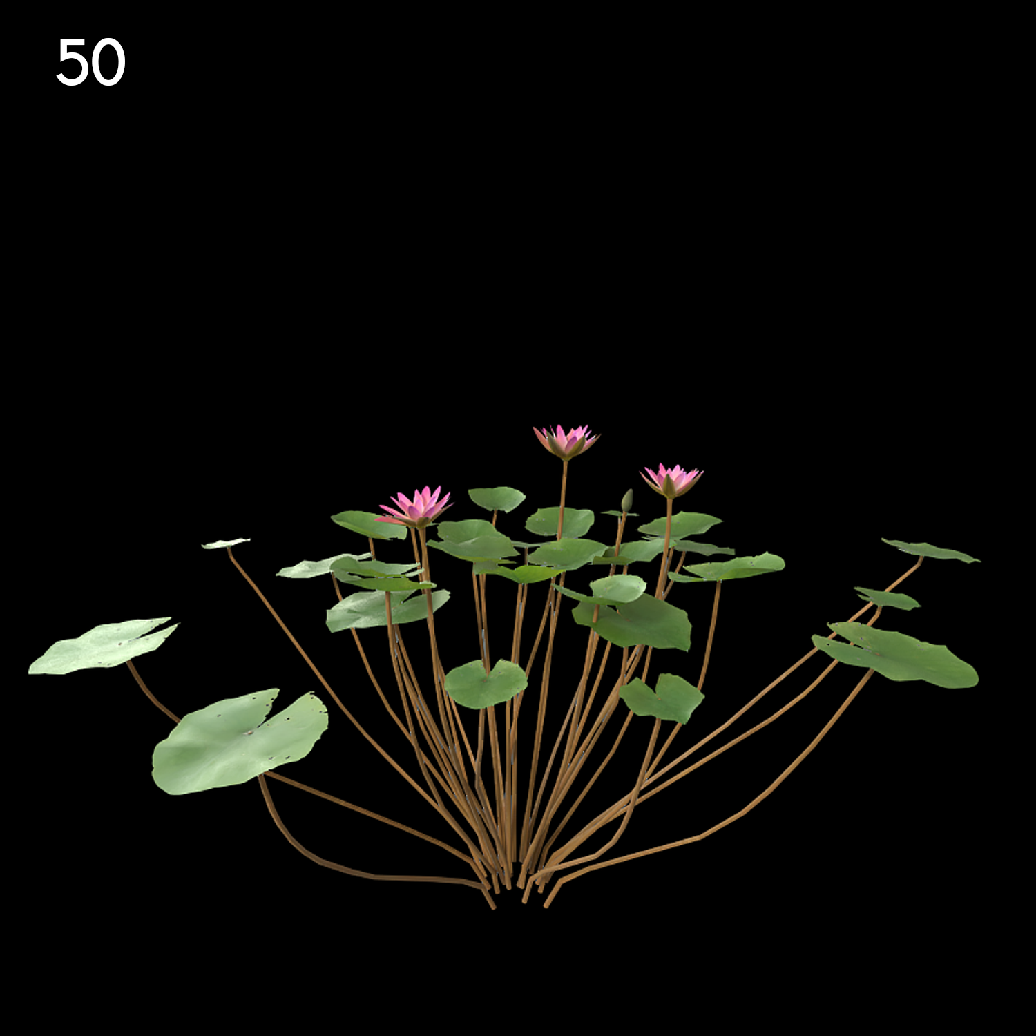Nymphaea Violet Water Lily Model