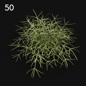 Pteris Plant Proxy Model for SketchUp with V-Ray