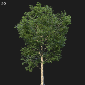 Ulmus Minor Tree Proxy Model for SketchUp