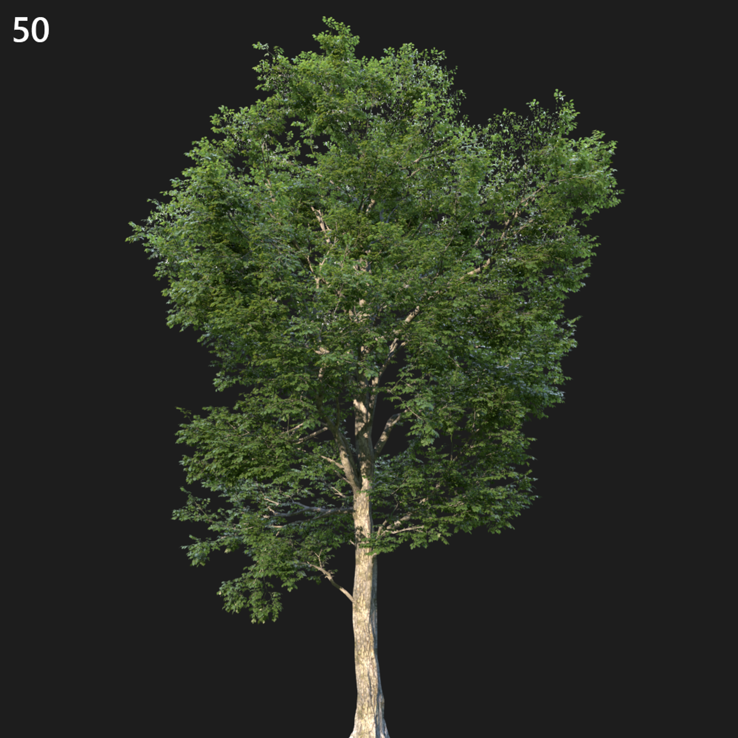 Ulmus Minor Tree Proxy Model for SketchUp