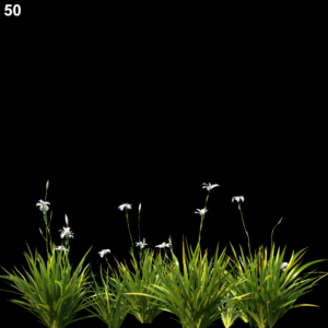 Dietes Grandiflora Proxy Model for SketchUp