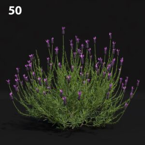 Lavender Plant Proxy Model for SketchUp with V-Ray