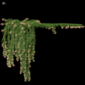 Combretum Indicum & Quisqualis Indica Proxy Model