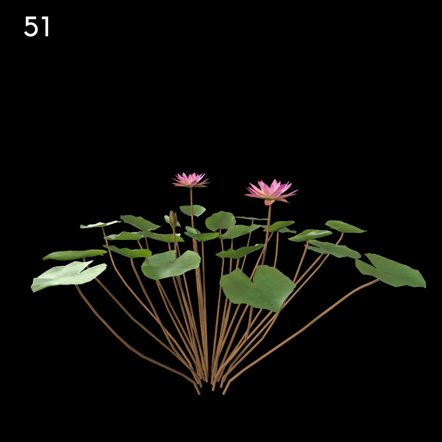 Nymphaea Violet Plant Model