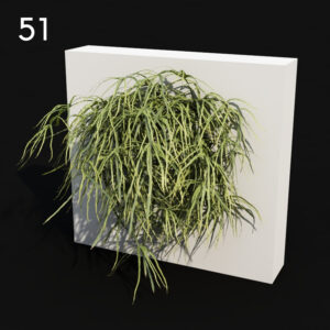 Pteris Plant Proxy Model