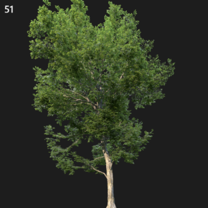Ulmus Minor Tree Proxy Model for SketchUp