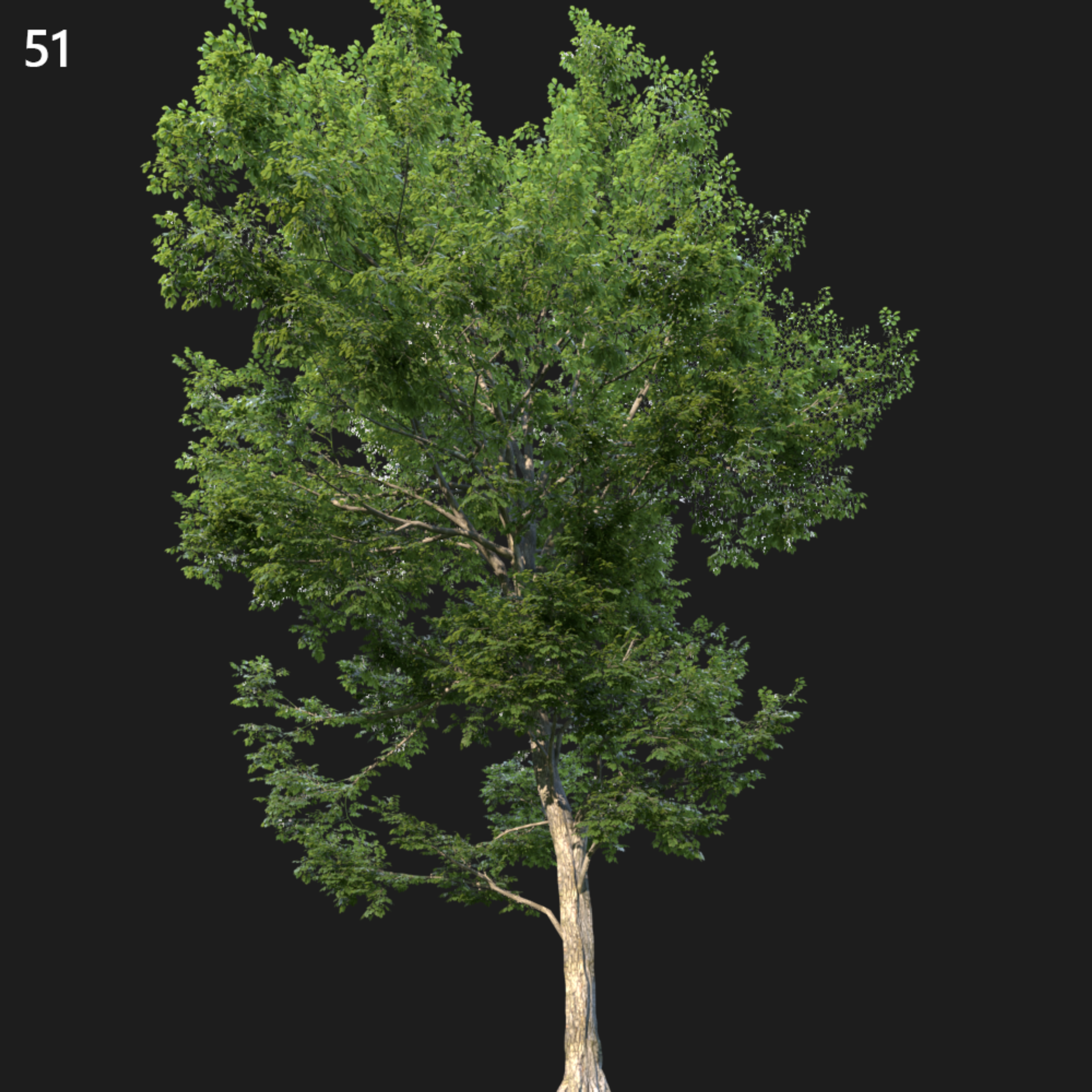 Ulmus Minor Tree Proxy Model for SketchUp
