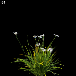 Dietes Grandiflora Plant Proxy Model
