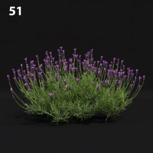 Lavender Plant Proxy Model for SketchUp