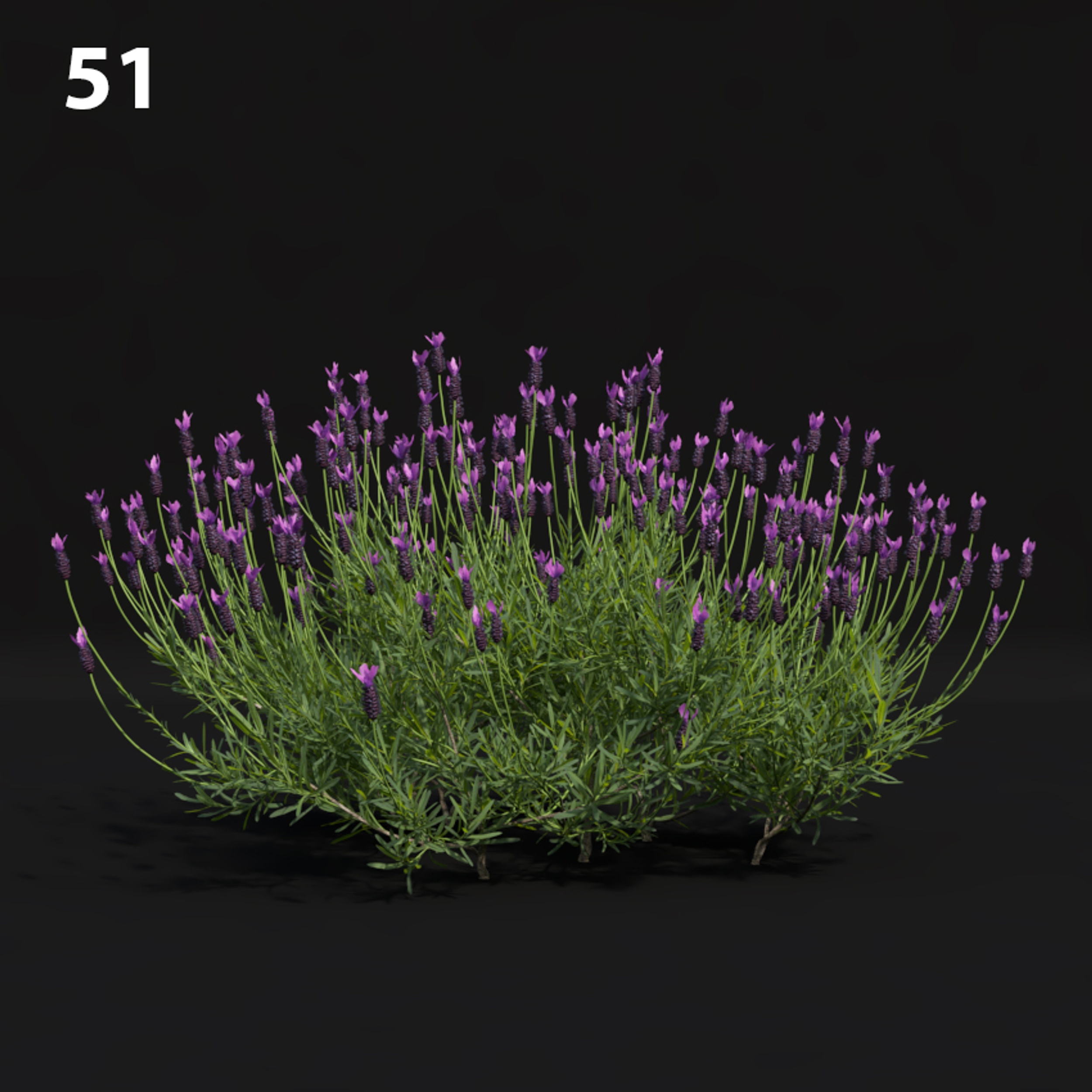 Lavender Plant Proxy Model for SketchUp