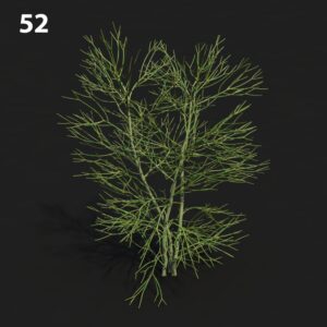 MTV75 Eupho Proxy Model