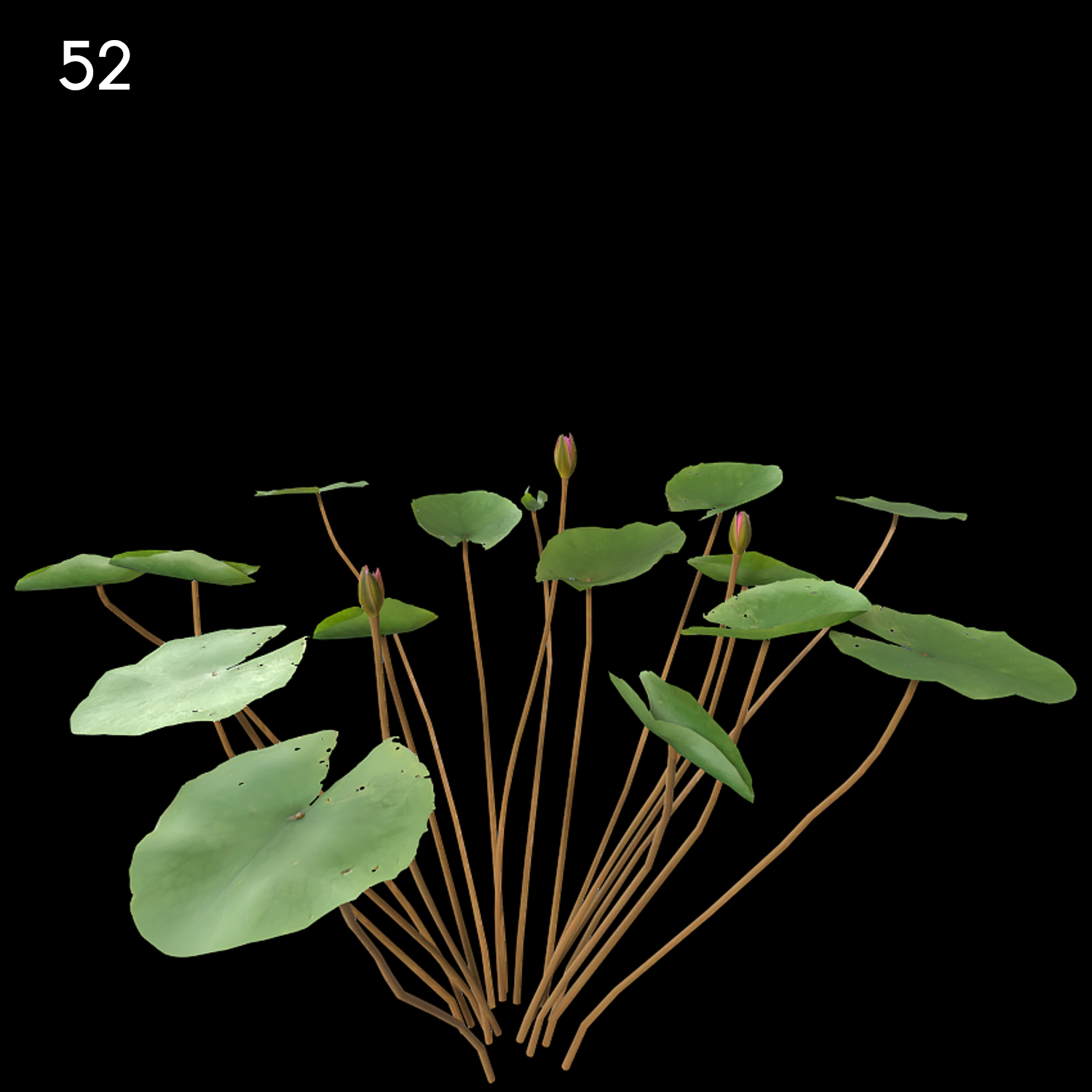 Nymphaea Violet Proxy Model