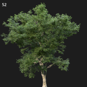 Ulmus Minor Tree Proxy Model