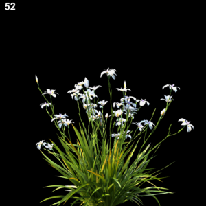 Dietes Grandiflora Proxy Model