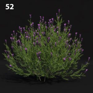 Lavender Plant Proxy Model