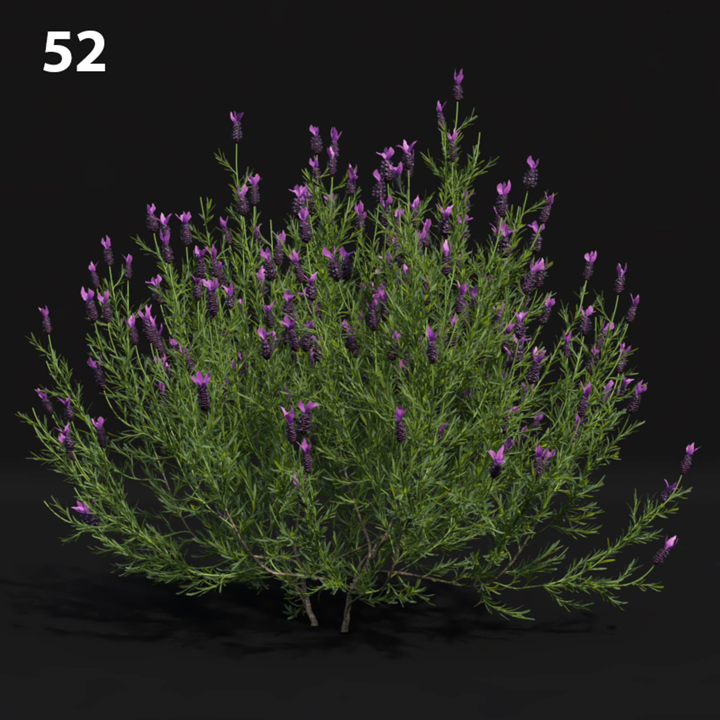 Lavender Plant Proxy Model