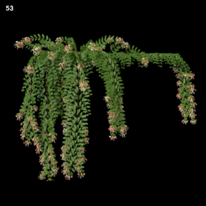 Combretum Indicum & Quisqualis Indica Proxy Model