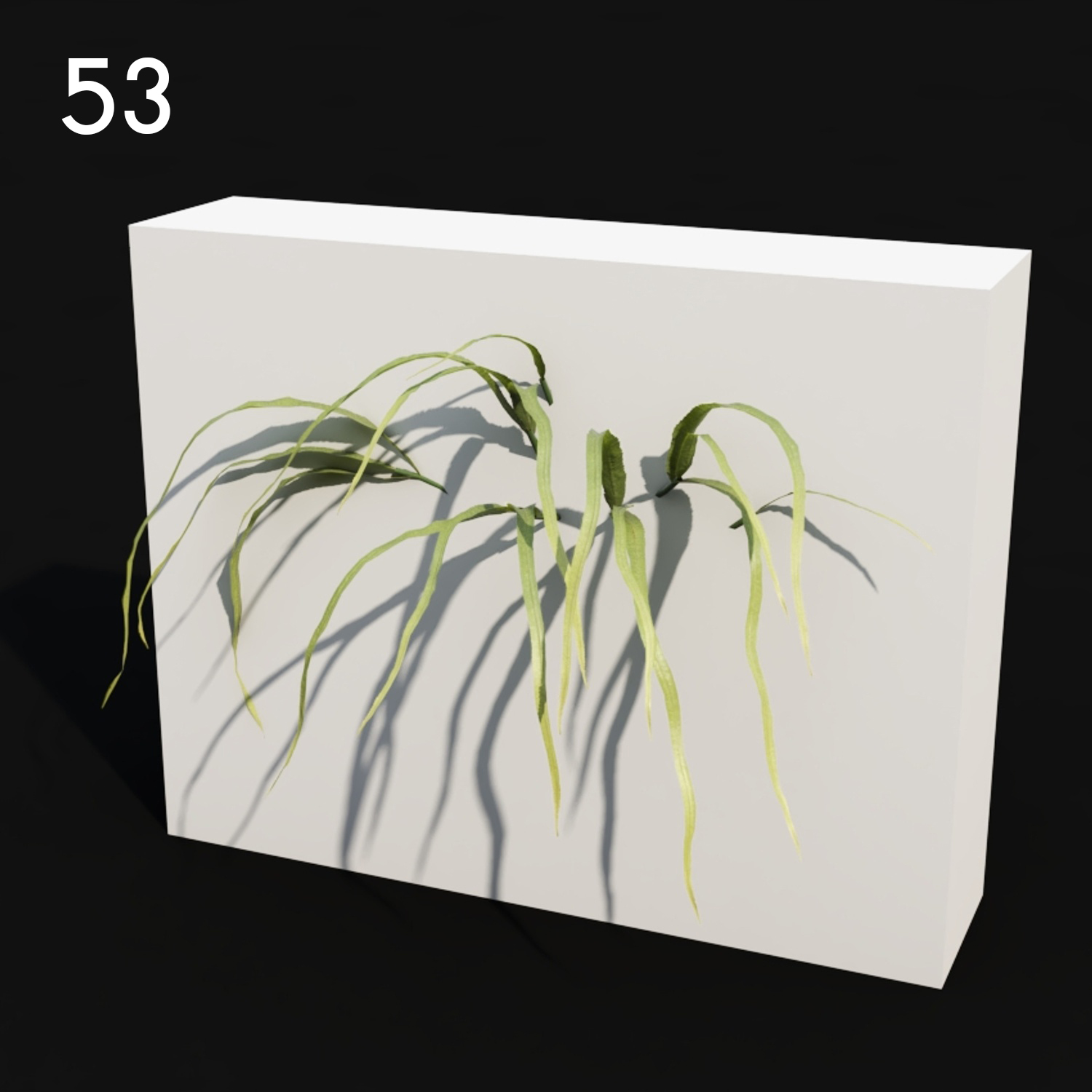 Pteris Proxy Model for SketchUp with V-Ray