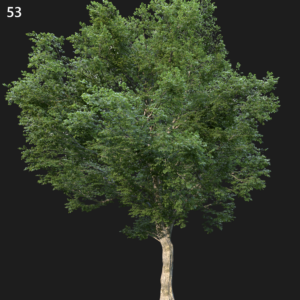 Ulmus Minor Proxy Model for SketchUp