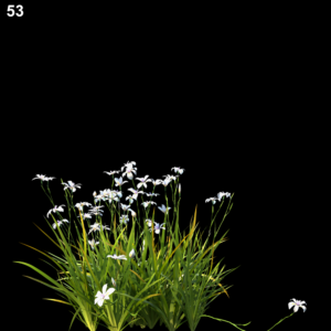 Dietes Grandiflora Proxy Model