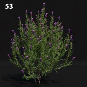 Lavender Plant Proxy Model for SketchUp with V-Ray