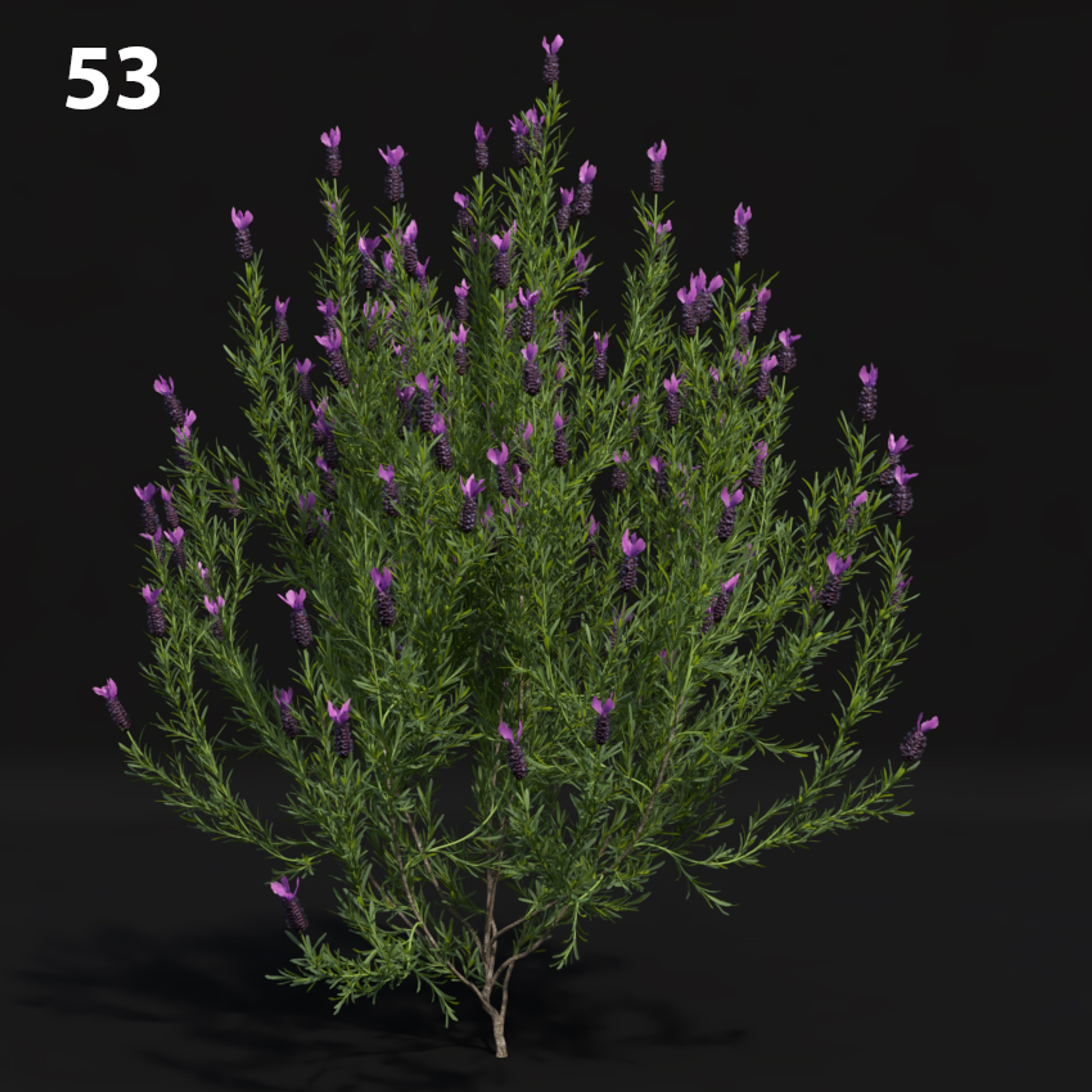 Lavender Plant Proxy Model for SketchUp with V-Ray