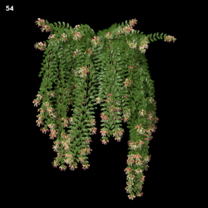 Combretum Indicum and Quisqualis Indica Proxy Model