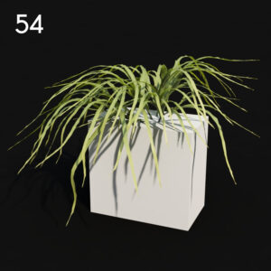 Pteris Plant Proxy Model