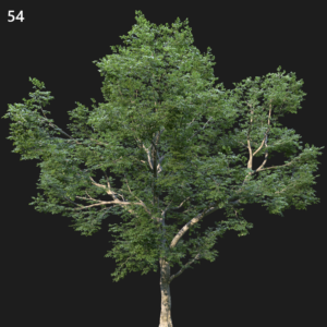 Ulmus Minor Tree Model