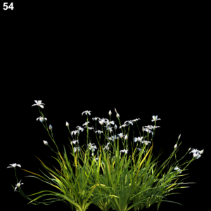 Dietes Grandiflora Proxy Model for SketchUp