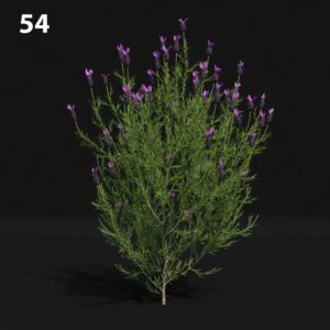 Lavender Plant Proxy Model for SketchUp with V-Ray