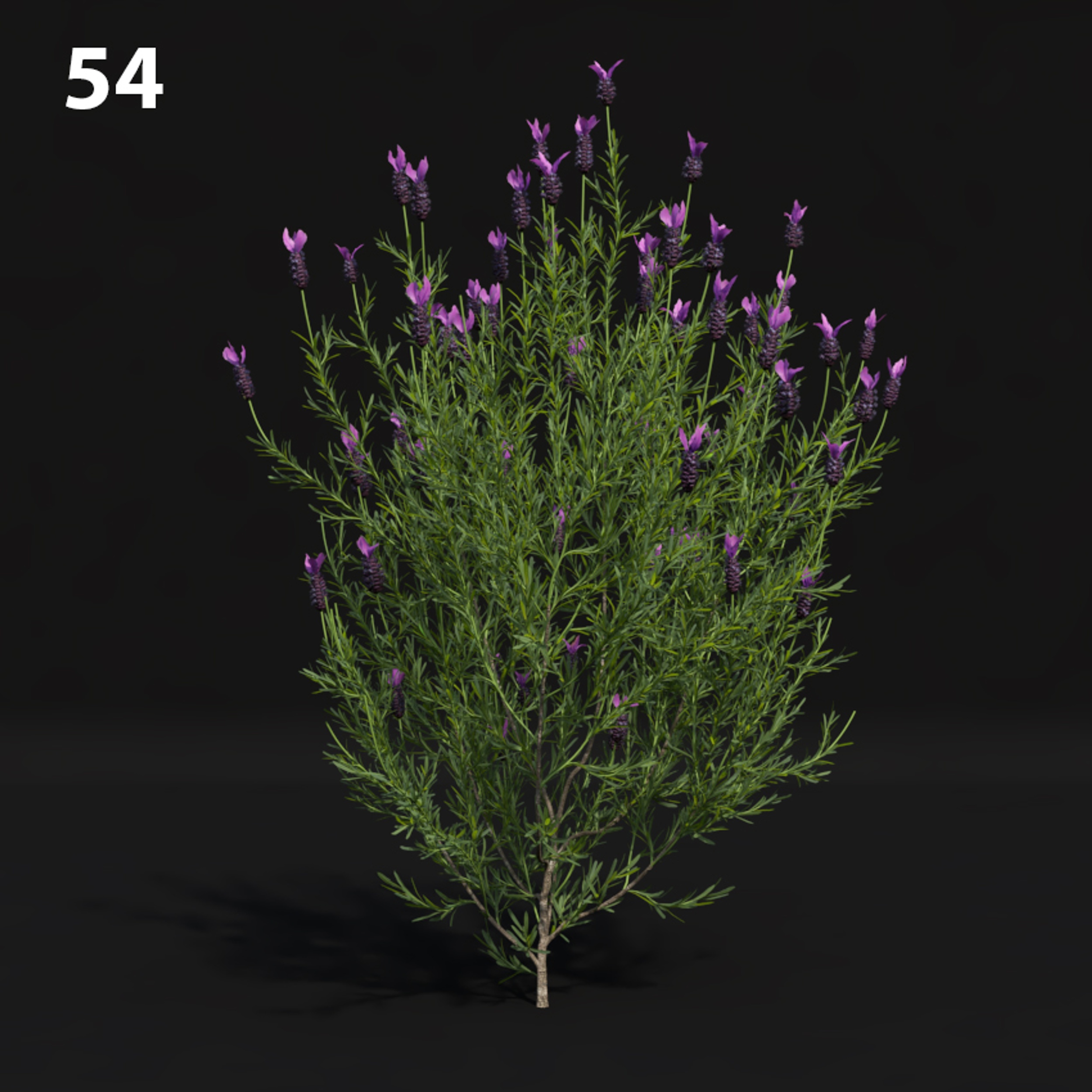Lavender Plant Proxy Model for SketchUp with V-Ray