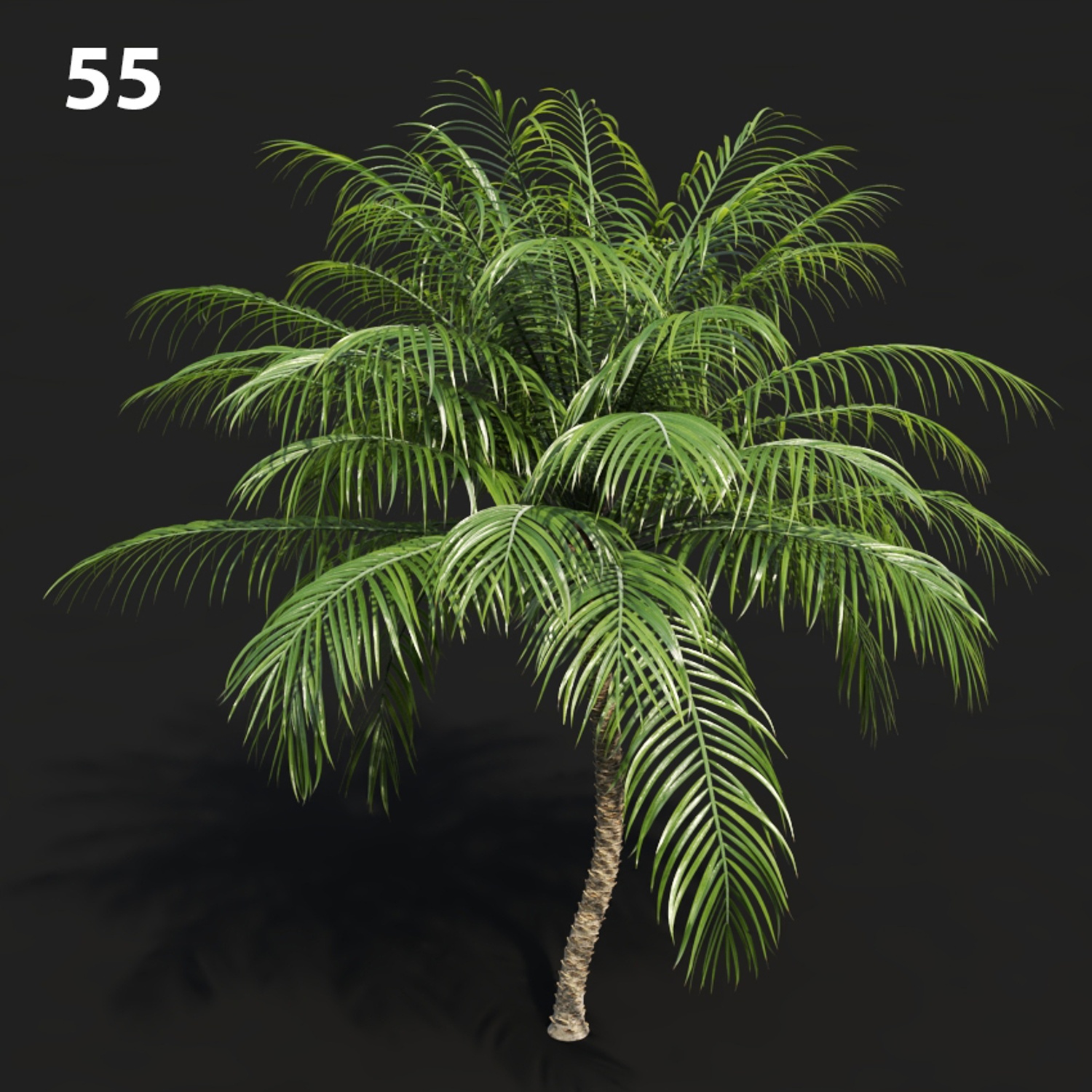 MTV75 Palm Tree Proxy Model
