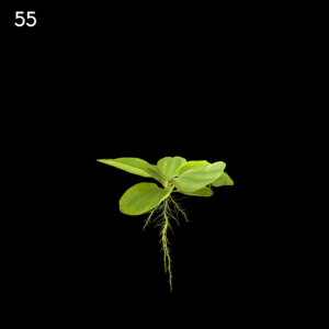 Pistia Stratiotes Proxy Model for SketchUp