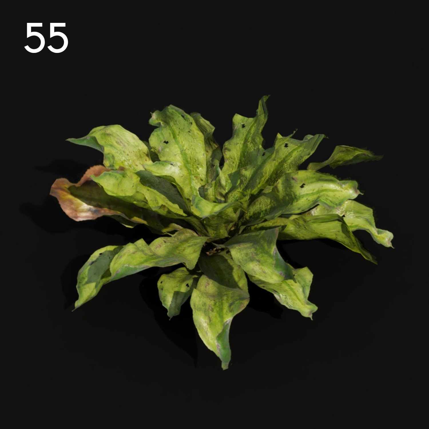 Rhododendron Proxy Model for SketchUp