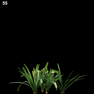 Hymenocallis Littoralis Proxy Model