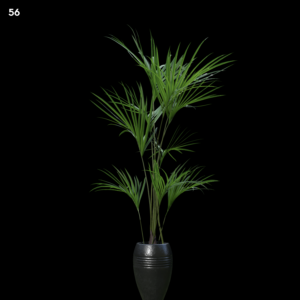 Premium Indoor Plant Model