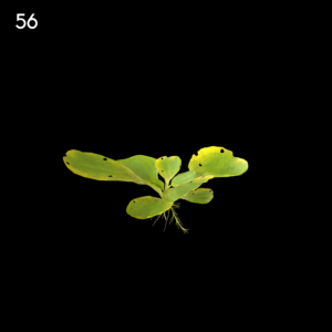 Pistia Stratiotes Plant Model