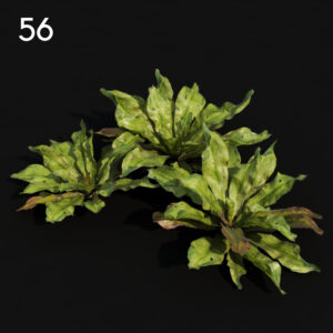 Rhododendron Plant Proxy Model