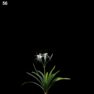 Hymenocallis Littoralis Proxy Model