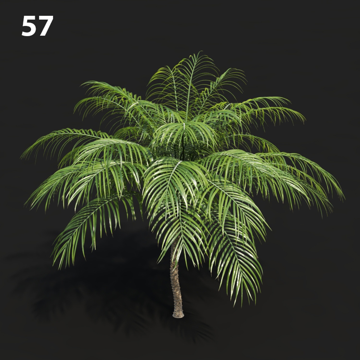MTV75 Phoe0103 Palm Tree Proxy Model
