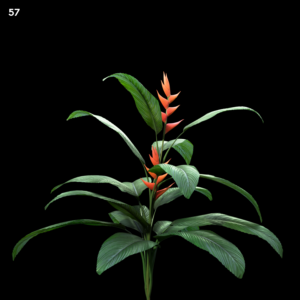 Heliconia Plant Proxy Model