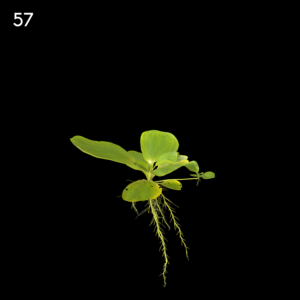 Pistia Stratiotes Proxy Model for SketchUp