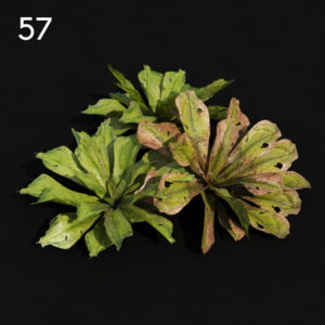 Rhododendron Plant Model