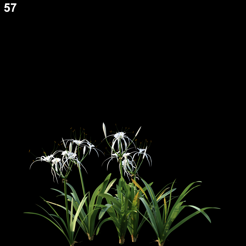 Hymenocallis Littoralis Proxy Model for SketchUp