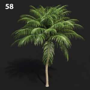 MTV75 Palm Tree Proxy Model