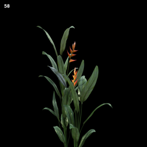 Tropical Plant Model for SketchUp with V-Ray
