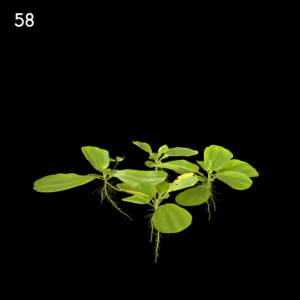 Pistia Stratiotes Proxy Model