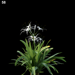 Hymenocallis Littoralis Proxy Model for SketchUp with V-Ray