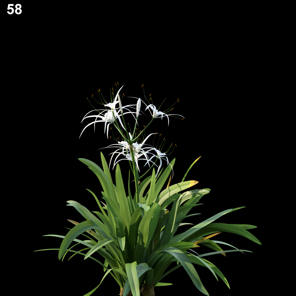 Hymenocallis Littoralis Proxy Model for SketchUp with V-Ray